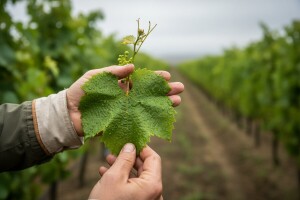 Bayer Dani vinograda