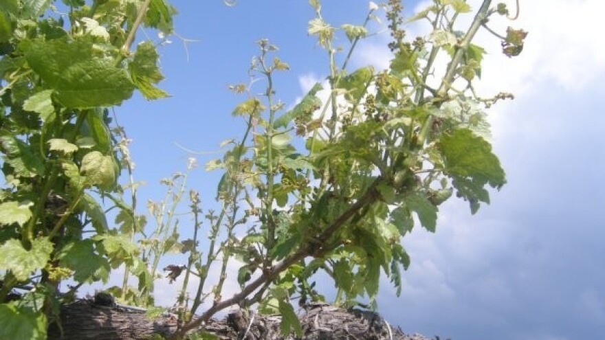 Savjeti za vinovu lozu za tjedan 09.-15.06.2014.