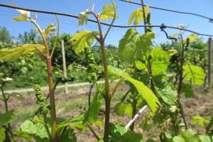 Bayer savjeti za vinogradare 15.-23.05.2017.