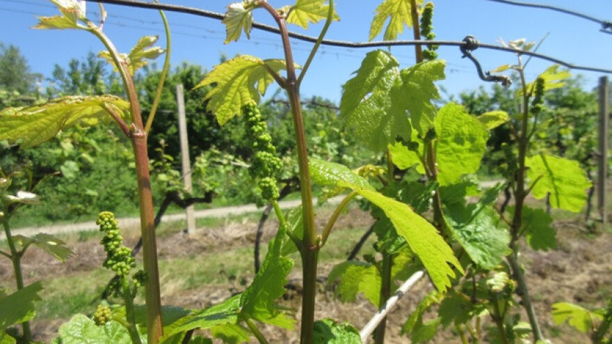 Bayer savjeti za vinogradare 15.-23.05.2017.