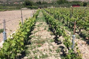 Bayer savjeti za vinogradare 22.-29.05.2017.