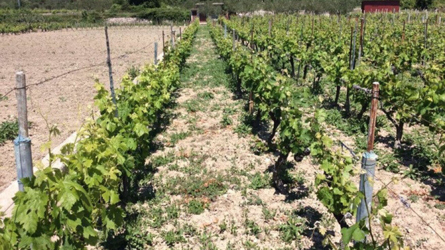 Bayer savjeti za vinogradare 22.-29.05.2017.