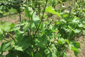 Bayer savjeti za vinogradare 07.-13.05.2018.