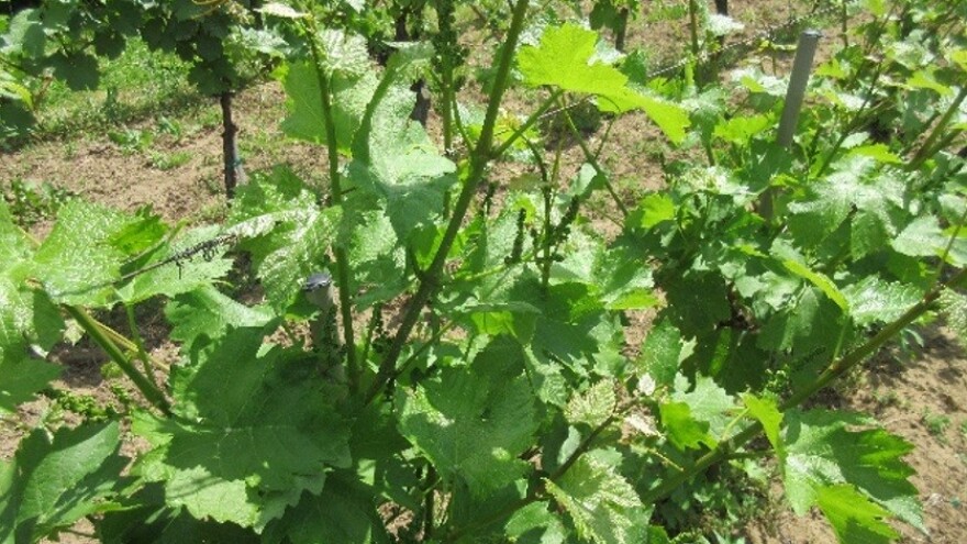 Bayer savjeti za vinogradare 07.-13.05.2018.