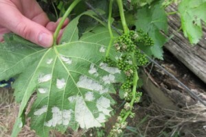 Bayer savjeti za vinogradare 01.-07.06.2015.