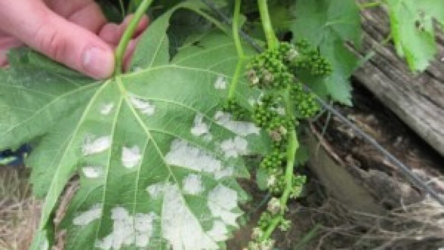 Bayer savjeti za vinogradare 01.-07.06.2015.