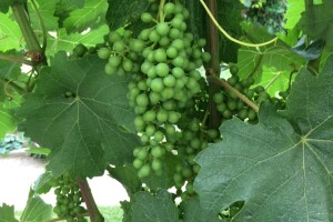 Bayer savjeti za vinogradare 26.06.-01.07.2018.