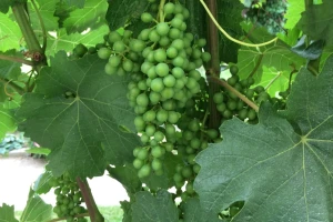 Bayer savjeti za vinogradare 26.06.-01.07.2018.