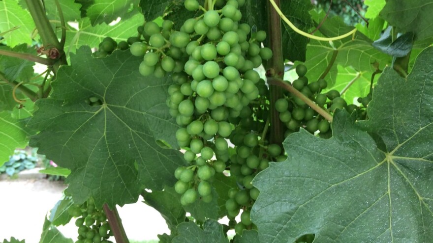 Bayer savjeti za vinogradare 26.06.-01.07.2018.