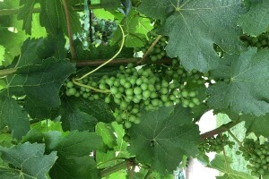 Bayer savjeti za vinogradare 03.07.-08.07.2018.