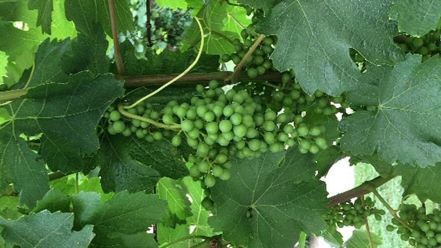 Bayer savjeti za vinogradare 03.07.-08.07.2018.