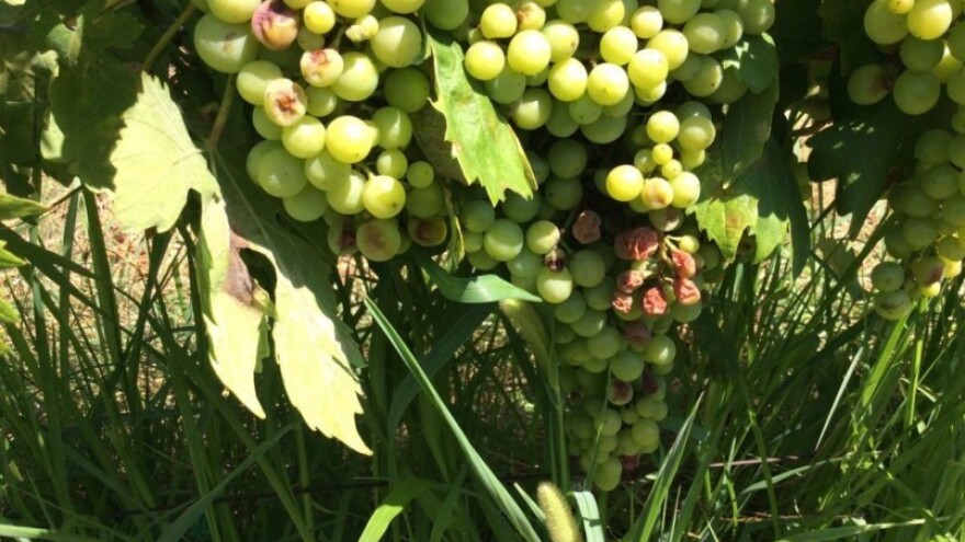 Bayer savjeti za vinogradare 11.-17.07.2016.