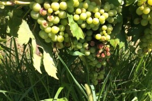 Bayer savjeti za vinogradare 11.-17.07.2016.