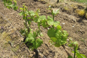 Bayer savjeti za vinogradare 01.-07.05.2017.