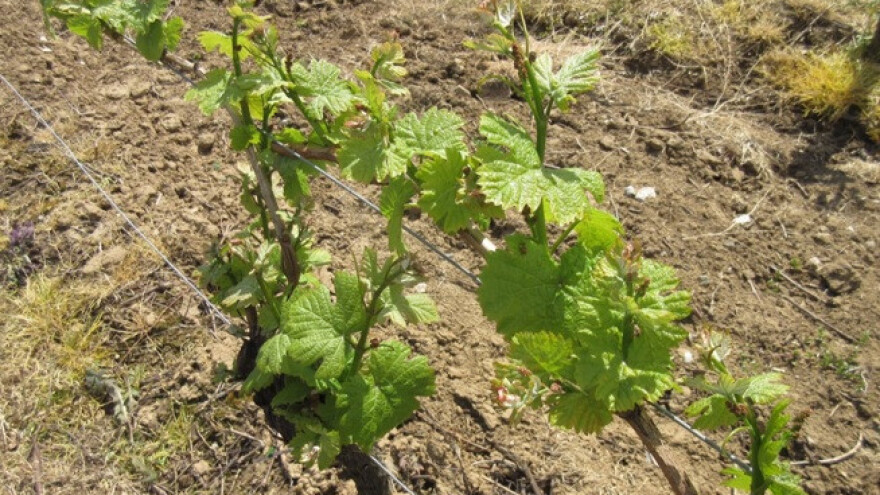 Bayer savjeti za vinogradare 01.-07.05.2017.