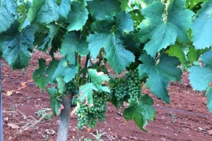 Bayer savjeti za vinogradare 18.-24.07.2016.