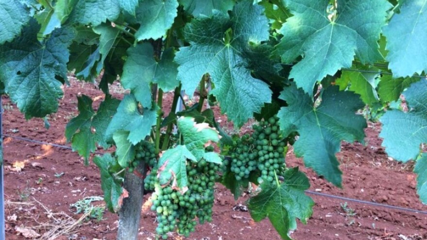 Bayer savjeti za vinogradare 18.-24.07.2016.