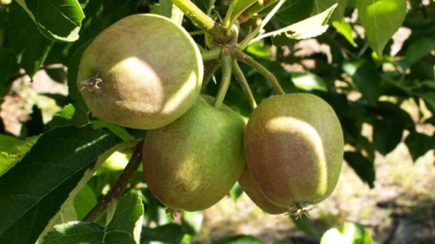 Pravo je vrijeme za suzbijanje jabučne štitaste uši