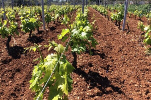 Bayer savjeti za vinogradare 18.-23.04.2017.