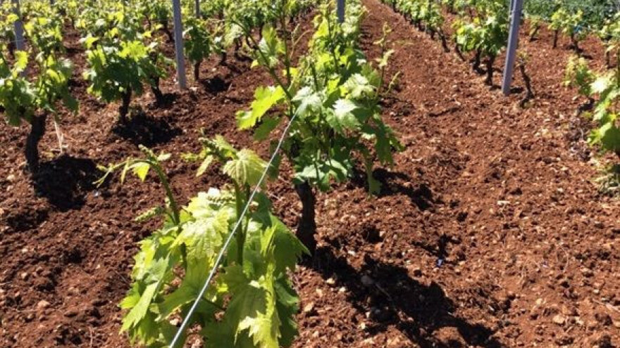 Bayer savjeti za vinogradare 18.-23.04.2017.