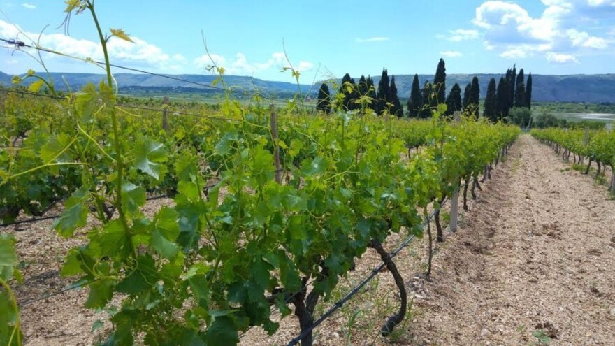 Bayer savjeti za vinogradare 24.05.-29.05.2016.