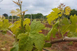 Bayer savjeti za vinogradare 24.04.-01.05.2017.
