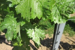 Bayer savjeti za vinogradare 11.-17.05.2015.