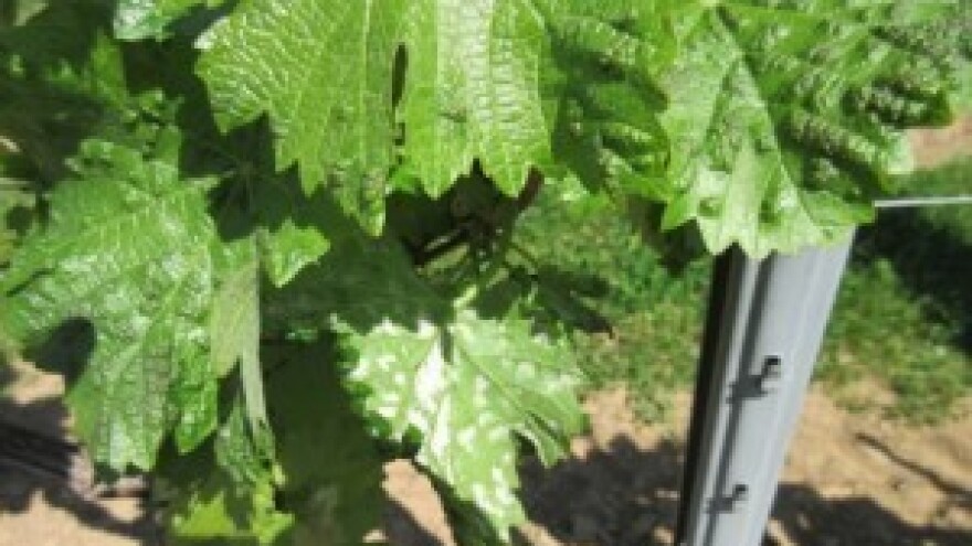 Bayer savjeti za vinogradare 11.-17.05.2015.