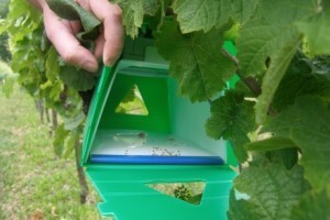 Bayer savjeti za vinogradare 06.-12.07.2015.