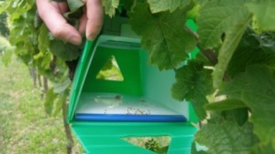 Bayer savjeti za vinogradare 06.-12.07.2015.