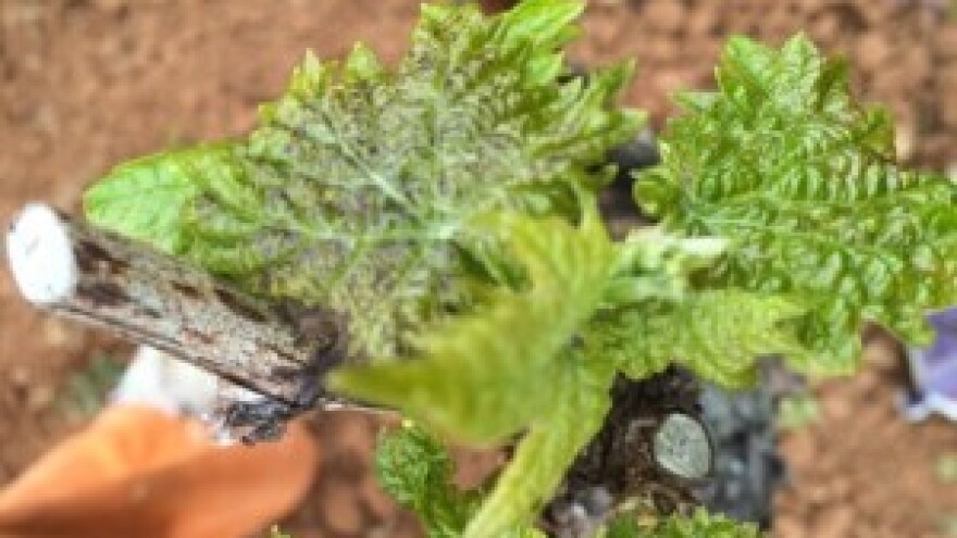 Bayer savjeti za vinogradare 04.-10.05.2015.