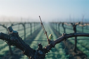 Bayer savjeti za vinogradare 01.-07.05.2017.