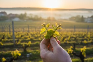 Bayer savjeti za vinogradare 04.-10.05.2015.