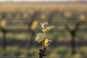 Bayer savjeti za vinogradare 08.-14.05.2017.