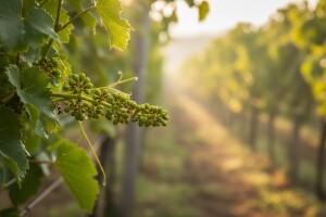 Bayer savjeti za vinogradare 08.-14.06.2015.