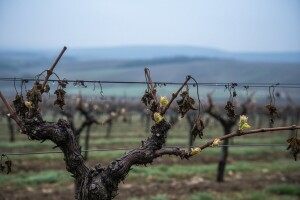 Bayer savjeti za vinogradare 09.-15.05.2016.