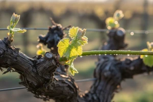 Bayer savjeti za vinogradare 1.-7.5.2017.
