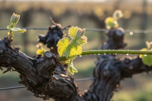 Bayer savjeti za vinogradare 1.-7.5.2017.