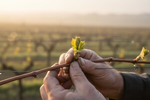 Bayer savjeti za vinogradare 11.-17.04.2016.