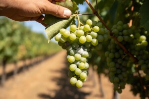 Bayer savjeti za vinogradare 11.-17.07.2016.