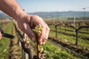 Bayer savjeti za vinogradare 13.-19.04.2015.