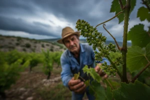 Bayer savjeti za vinogradare 13.-19.6.2016.