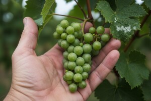 Bayer savjeti za vinogradare 14.-20.07.2014.