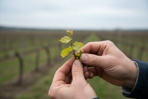 Bayer savjeti za vinogradare 15.-23.05.2017.