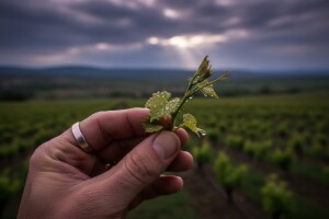 Bayer savjeti za vinogradare 15.-23.5.2017.