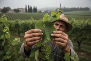 Bayer savjeti za vinogradare 16.-22.06.2014.