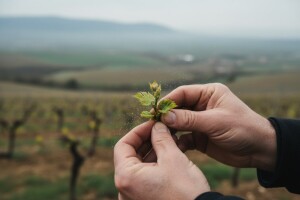 Bayer savjeti za vinogradare 17.-23.4.2017.