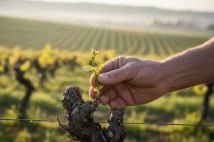 Bayer savjeti za vinogradare 18.-23.04.2017.