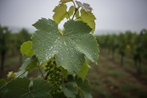 Bayer savjeti za vinogradare 19.-26.2017.