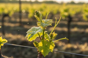 Bayer savjeti za vinogradare 22.-29.05.2017.